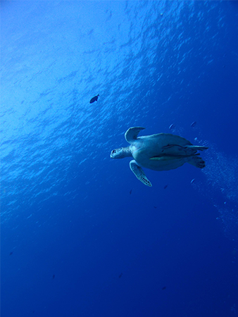 熊本のダイビングショップSEA REX！